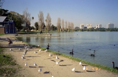 Black swans ans seagulls enjoy Melbourne's Albert Park.