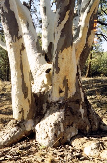 River red gum