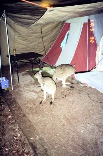 Wet camp, with visitors!
