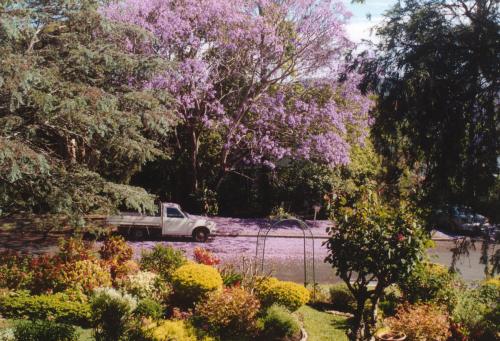 Jacarandas flowering at home - old Ballandean farm truck in front!